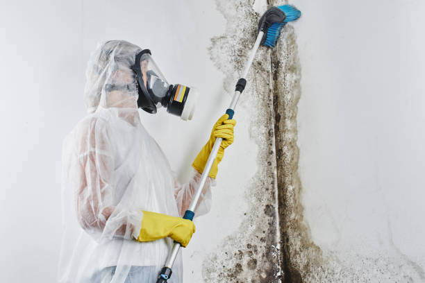 Best Mold Remediation for Specific Building Types in Littleton, CO