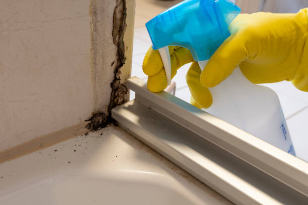 Best Attic Mold Remediation in Littleton, CO