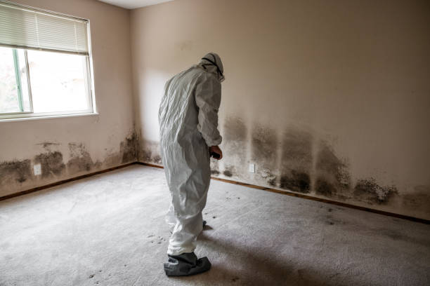 Best Basement Mold Remediation in Littleton, CO